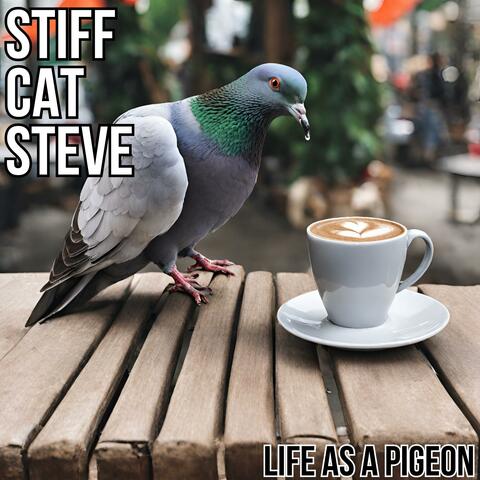 Life As A Pigeon