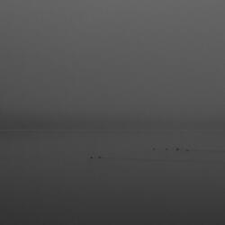 Fragment II: Nyrengia