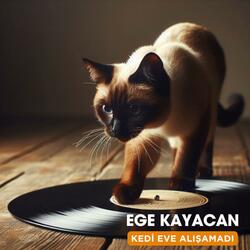 Kedi Eve Alışamadı