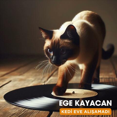 Kedi Eve Alışamadı