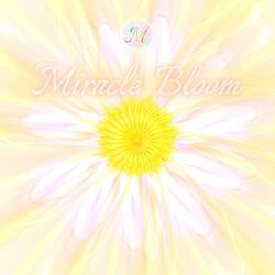 The Renaissance of Cotton Daisy - New Horizons