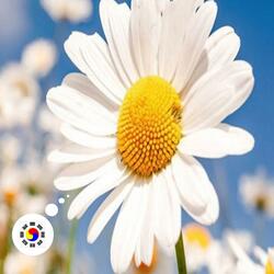 MyongRee Song Boden's Song