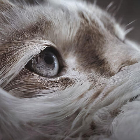 Mystical paths to inner peace