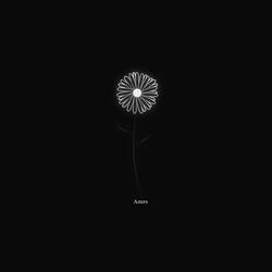 Asters
