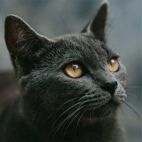 Agrabah (Leah's Choice)