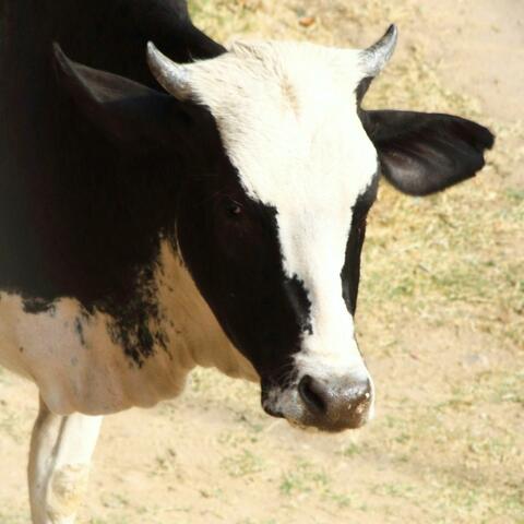 cow mooing sound