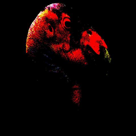 California Condor - A Tribute