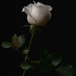 nothing(ROSE)