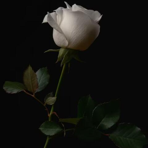 nothing(ROSE)