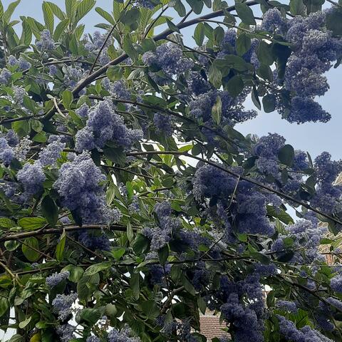April in Bloom