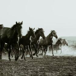 Kaimanawa Horse's - New Zealand's Wild Horse