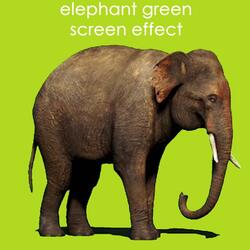 Elephant Green Screen Effect