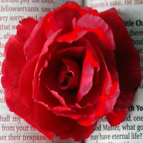 I Love All of You