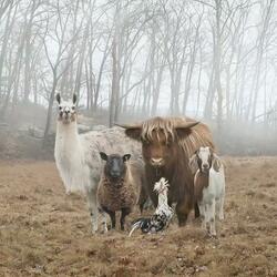 Animals