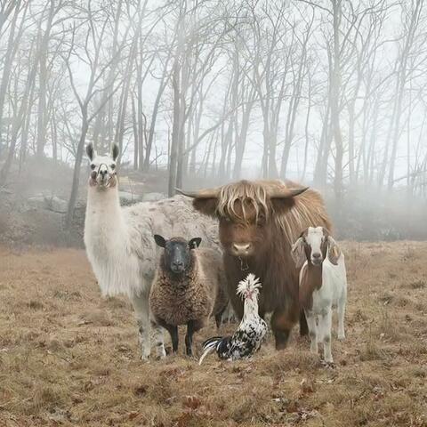 Animals