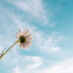 Daises