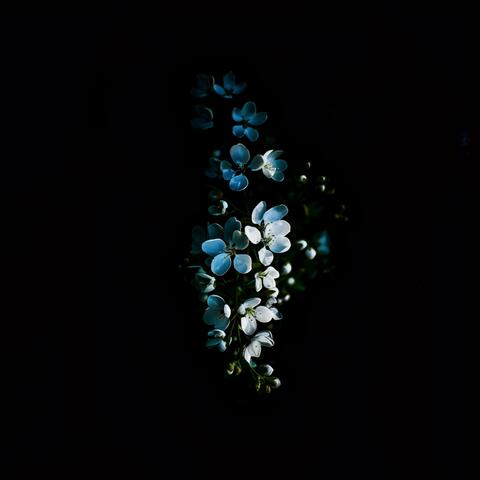 Fading Echoes
