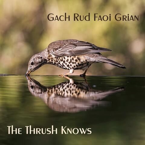 The Thrush Knows