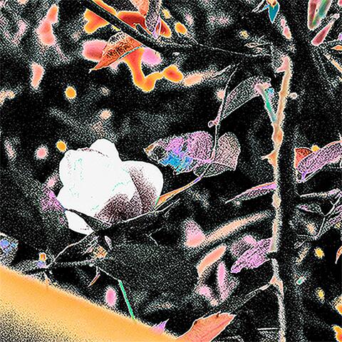 glimmer