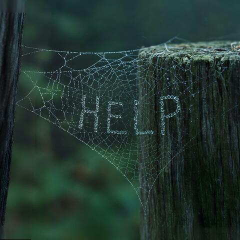 Web