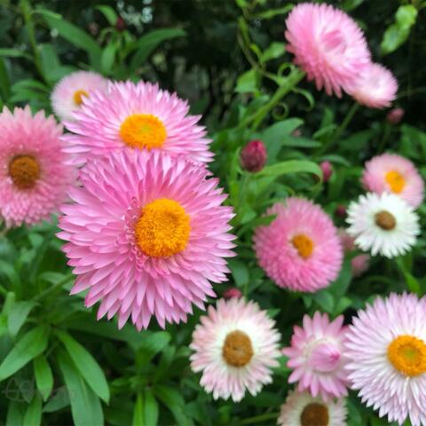 City of Flowers