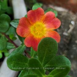 Clover