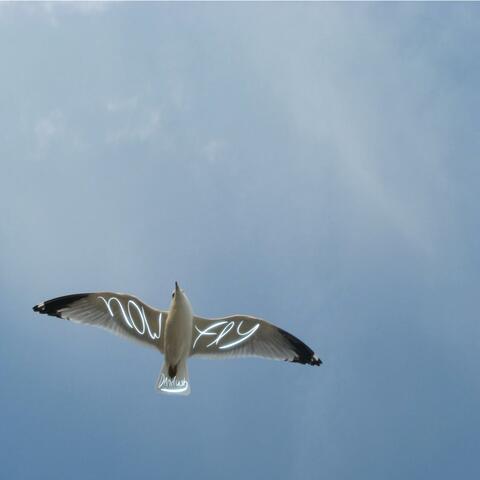 Now Fly
