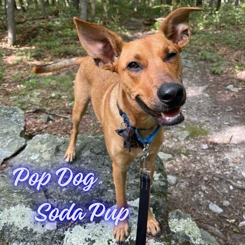 Soda Pup