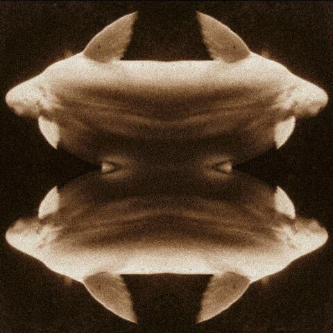 Do Fishes Dream of Dying Oceans?