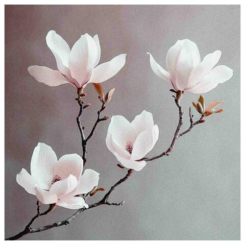 magnolia