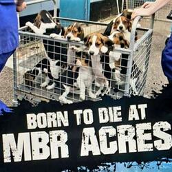 The Beagle Blue's - Stop Vivisection Now