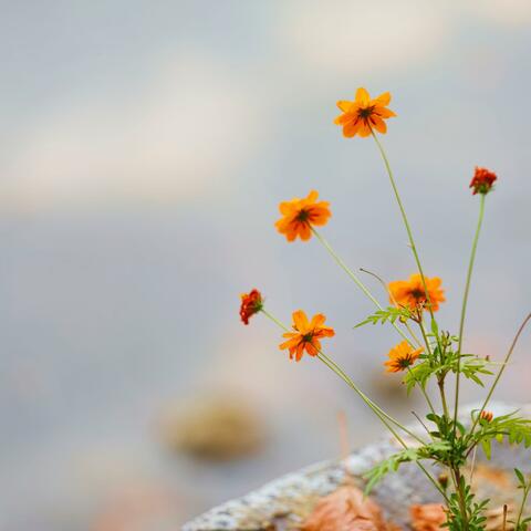 Soft Ambient Atmosphere With Subtle Melodies For Meditation And Stress Relief