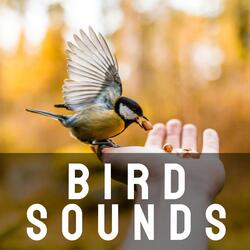Morning Bird Sound