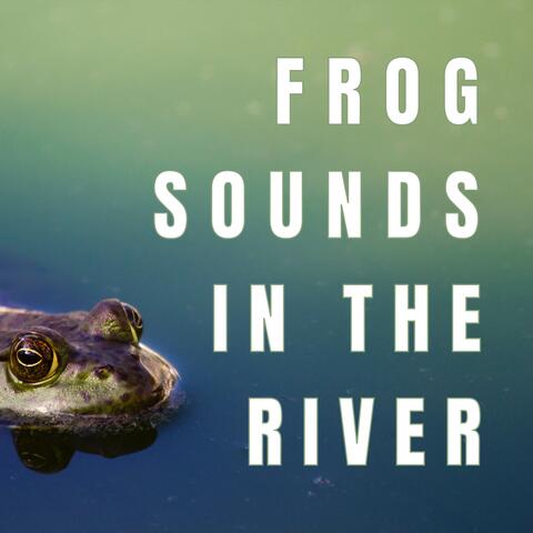 Frog Sounds in the river