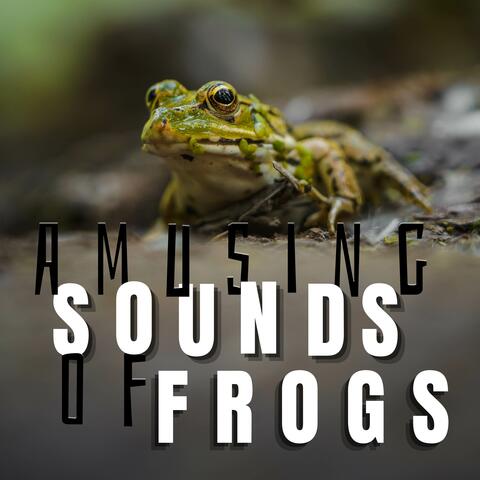 Amusing Sounds of Frogs
