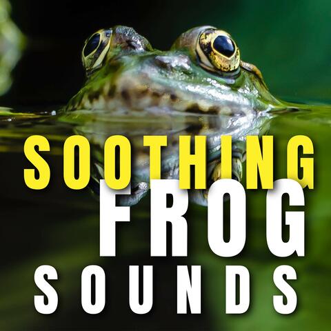 Soothing Frog Sounds