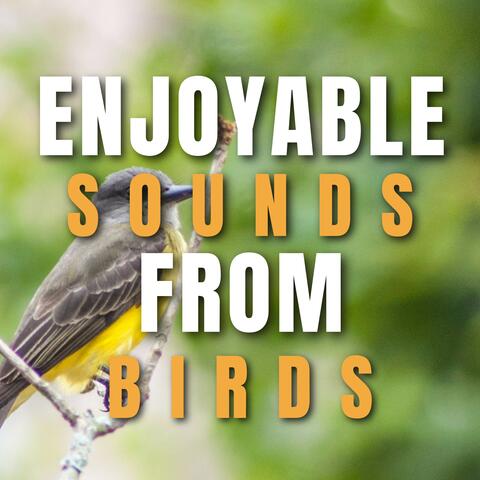 Enjoyable sounds from Birds