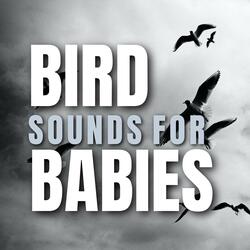 Morning Birds Sounds