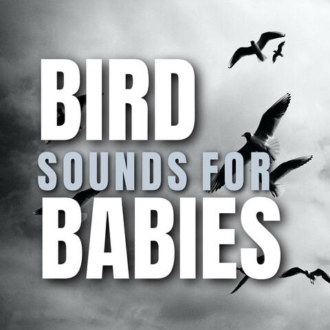 Bird Sounds for Babies