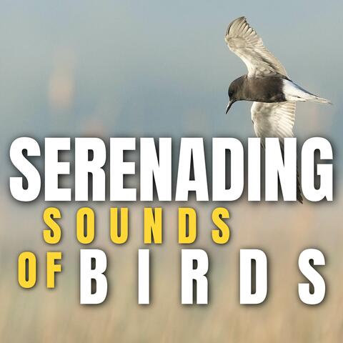 Serenading Sounds of Birds