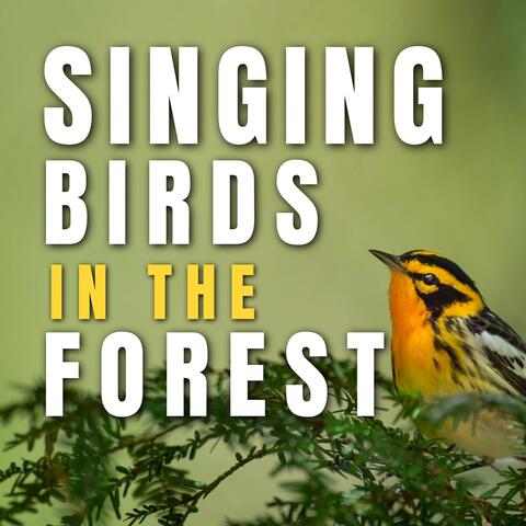 Singing Birds in the Forest