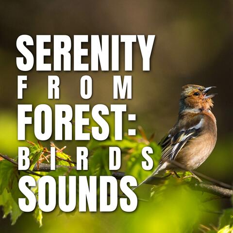 Serenity from Forest: Birds Sounds