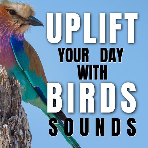 Uplift Your Day with Birds Sounds