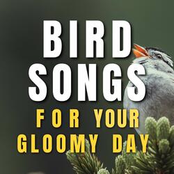 Forest Birds Sound
