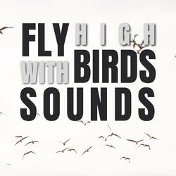 Afternoon Birds Sounds