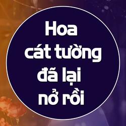 Hoa cát tường đã lại nở rồi