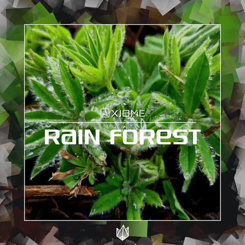 Rain Forest