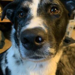 Buddy Puts Toys on Your Lap When You're Trying to Rap
