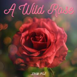 A Wild Rose