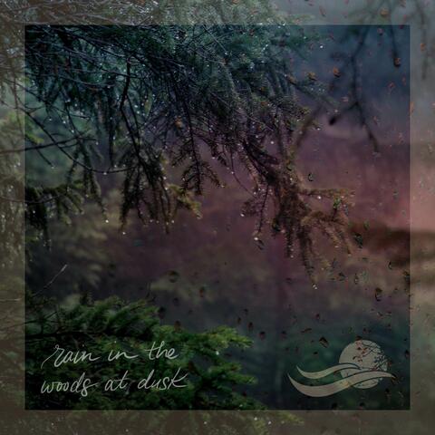 Rain in the Woods at Dusk